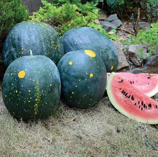 Moon and Stars Red Watermelon Seeds - Organic Heirloom Non-GMO Seed Packet for Home Garden, Citrullus lanatus