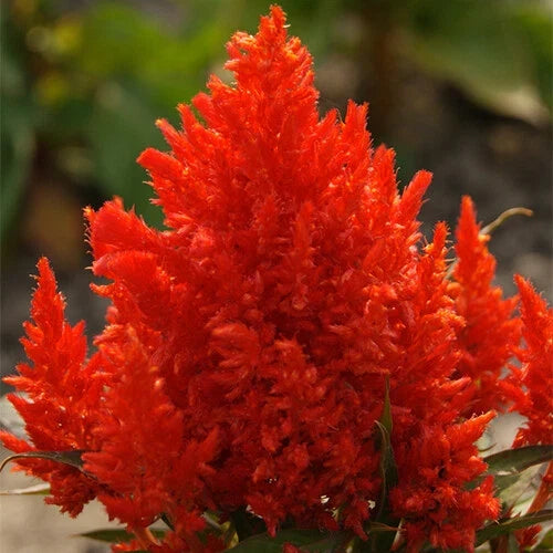 Celosia Seeds | Scarlet Plume | Non-GMO | Vibrant Flowers | Celosia argentea | Pack of 20-400 Seeds