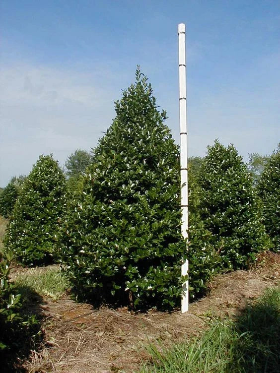 Oak Leaf™ Holly Plant - Evergreen Shrub Ilex x 'Oak Leaf' - Hardy Landscape Foliage - Low Maintenance Garden Plant