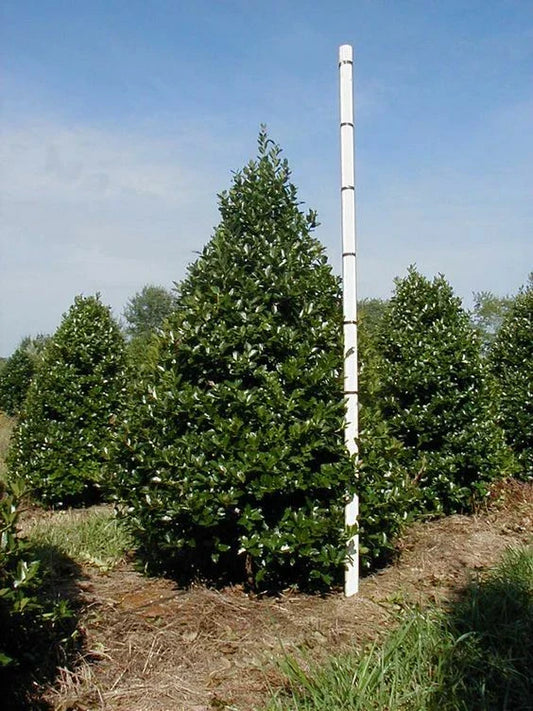 Oak Leaf™ Holly Plant - Evergreen Shrub Ilex x 'Oak Leaf' - Hardy Landscape Foliage - Low Maintenance Garden Plant