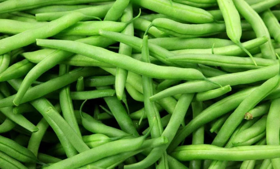Momentum Green Bean Seeds – Non-GMO Phaseolus vulgaris Bush Variety for Home Gardening, Container & Raised Bed Planting