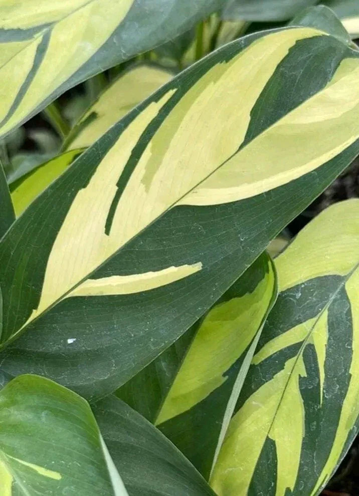 Ctenanthe lubbersiana Cuttings – 2 Fresh Propagation Plant Pieces – Easy Care Houseplant for Indoor Decor