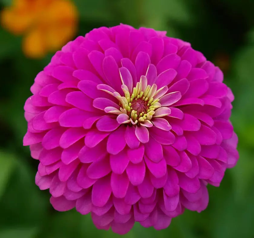Zinnia Seeds - 100 Non-GMO Violet Queen for Butterflies & Hummingbirds - Zinnia elegans Annual Flower Seed