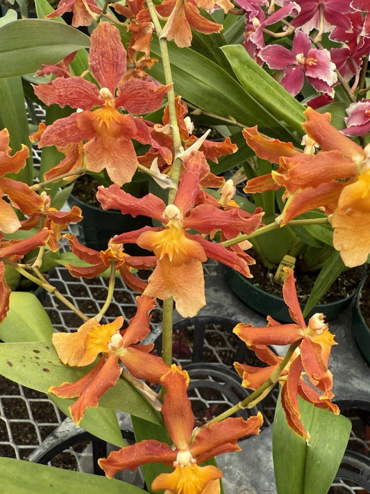 Orchid Plant Bulbs Mix – 3 Surprised Bate Root + 2 Free – Exotic Indoor Garden Blooms – Easy to Grow, Home Decor, Phalaenopsis or Dendrobium