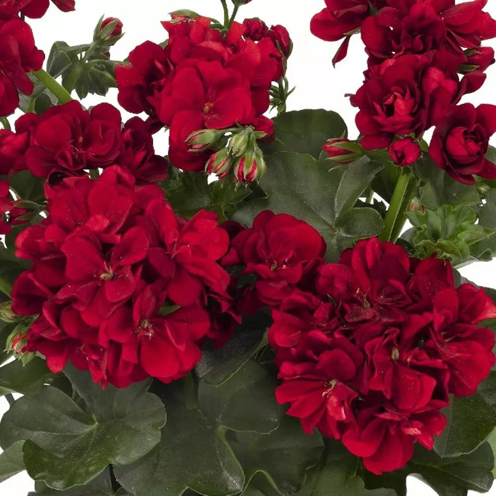 Double Red Geranium Seeds - Pelargonium × hortorum - Perennial Hanging Basket Flower Seeds for Garden & Patio