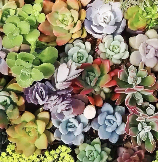 Large Succulent Cuttings 4-6 Inches Variety Pack – 10 Healthy Easy Care Succulents for Planting and Decor