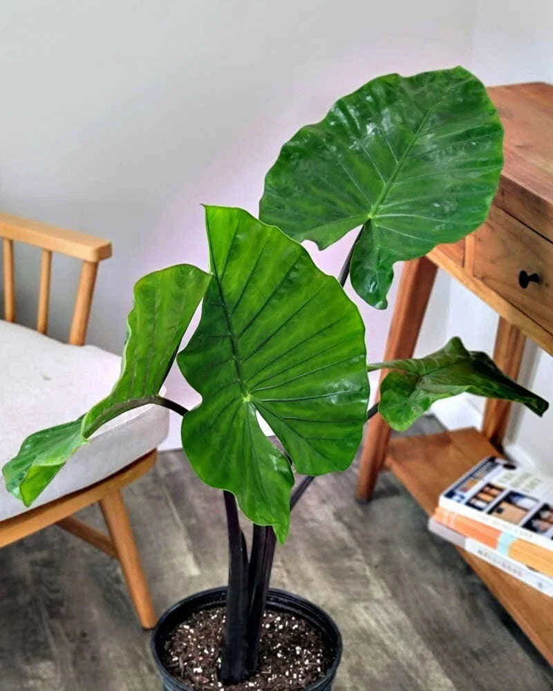 Alocasia Black Stem Plant - Live Rooted 4in - Alocasia amazonica Indoor Garden Decor