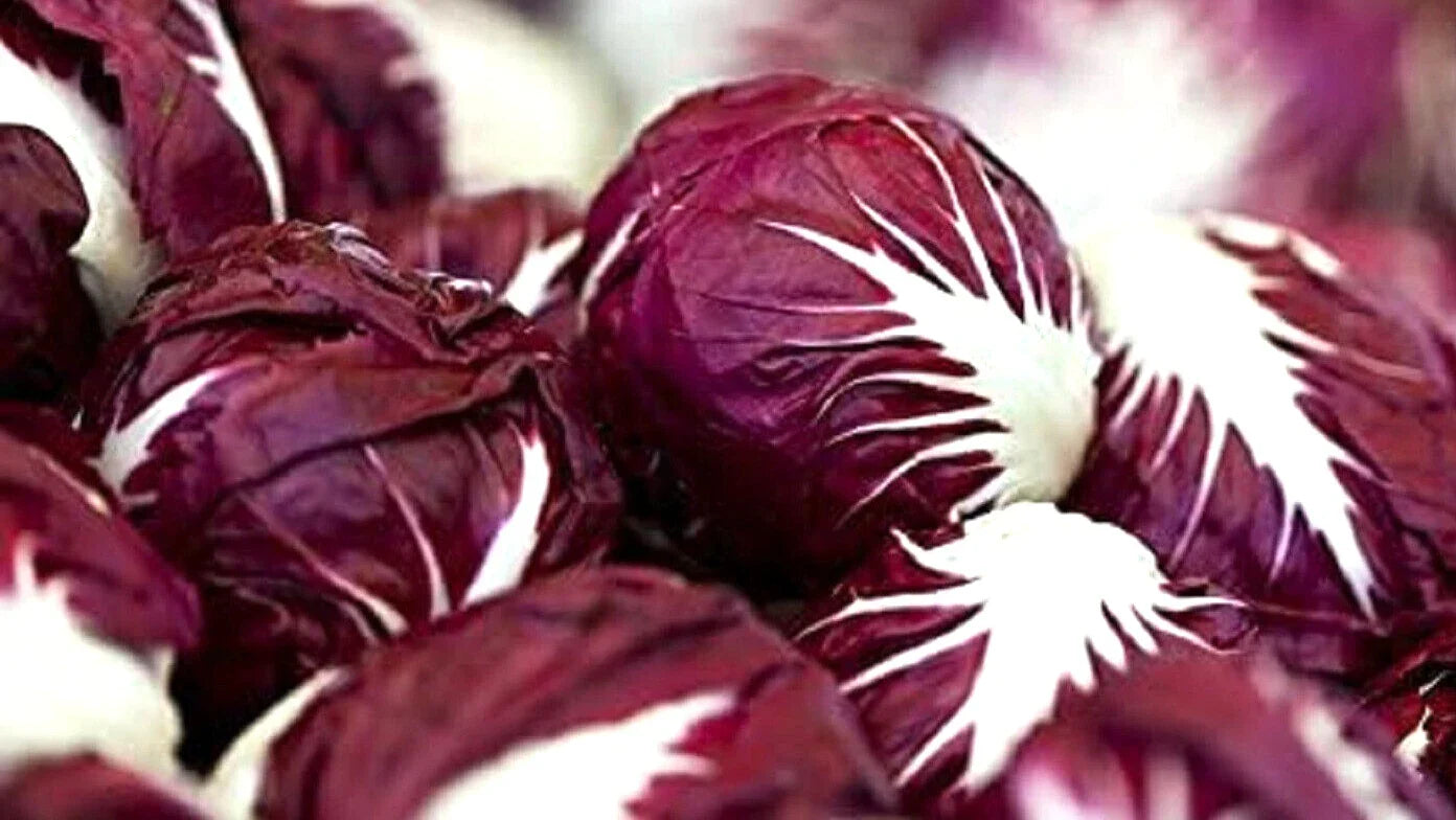 Red Verona Radicchio Seeds – Non-GMO Chicory Seeds for Planting, Cichorium intybus, Gourmet Salad Vegetable, Compact Annual