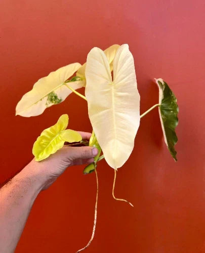 Variegated Burle Marx Philodendron Cutting with Air Roots | Indoor House Plant | Philodendron 'Burle Marx'
