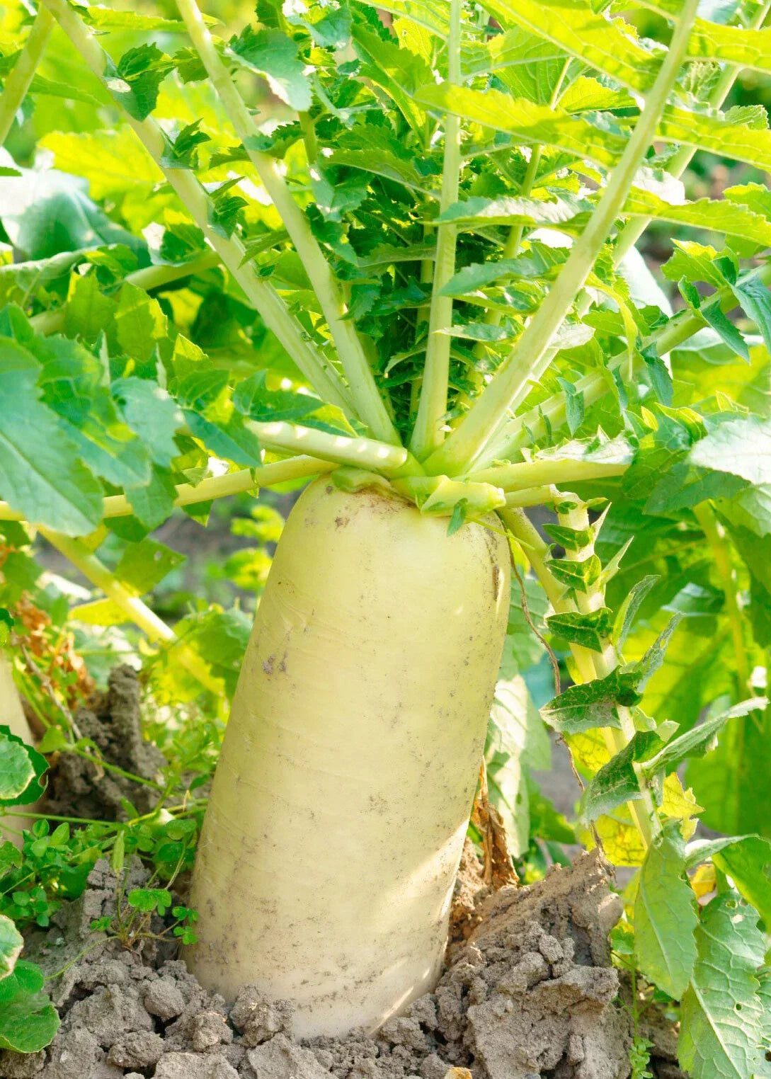 Daikon Radish Seeds 200+ Raphanus sativus var. longipinnatus Japanese Minowase White Radish for Home Gardening & Cooking