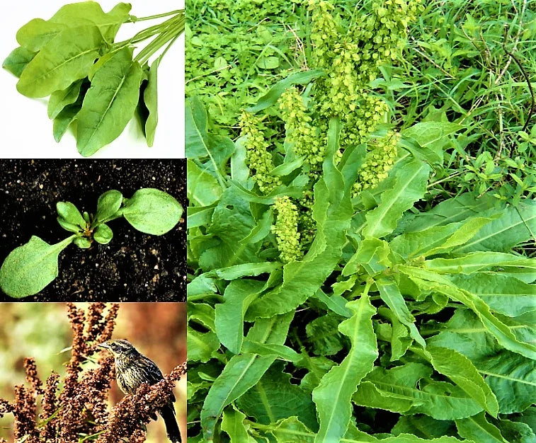 Curly Dock Seeds 1000+ Organic Rumex crispus Microgreens Herb Seeds for Home Gardening, Edible Greens