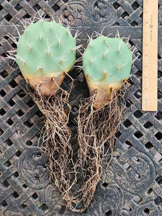 Opuntia Sulphurea Prickly Pear Cactus Pad Cuttings – Live Rooted Succulent Segments for Drought-Resistant Gardens
