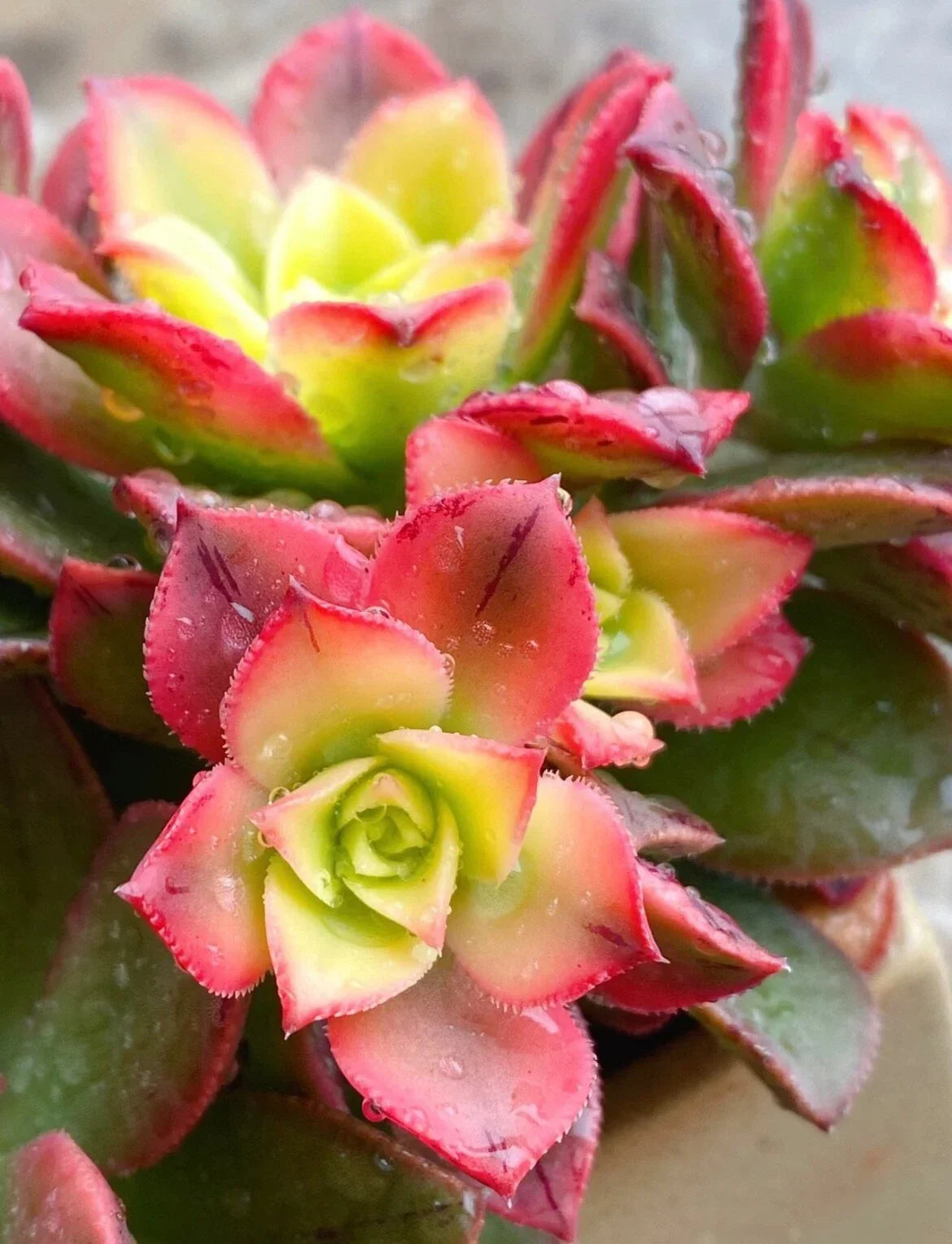 Aeonium Kiwi Variegated Succulent Cutting - 2-3 Inch Live Plant for Indoor Gardening, Drought Tolerant, Easy Care, Rosette, Unrooted