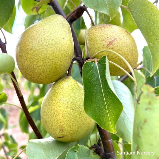 Honey Jar Asian Pear Tree Bare Root | Pyrus pyrifolia | Sweet Juicy Early Harvest Fruit