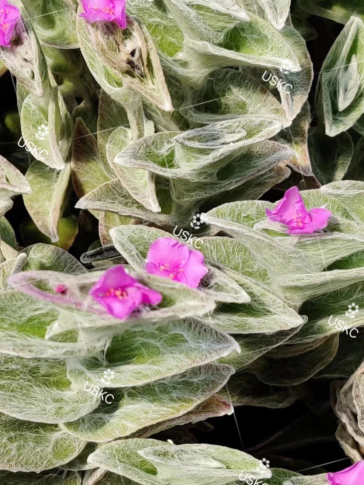 Fluzzy White Velvet Tradescantia Sillamontana Cuttings in 2" Pot – Live Indoor Plant for Home Decor and Gardening