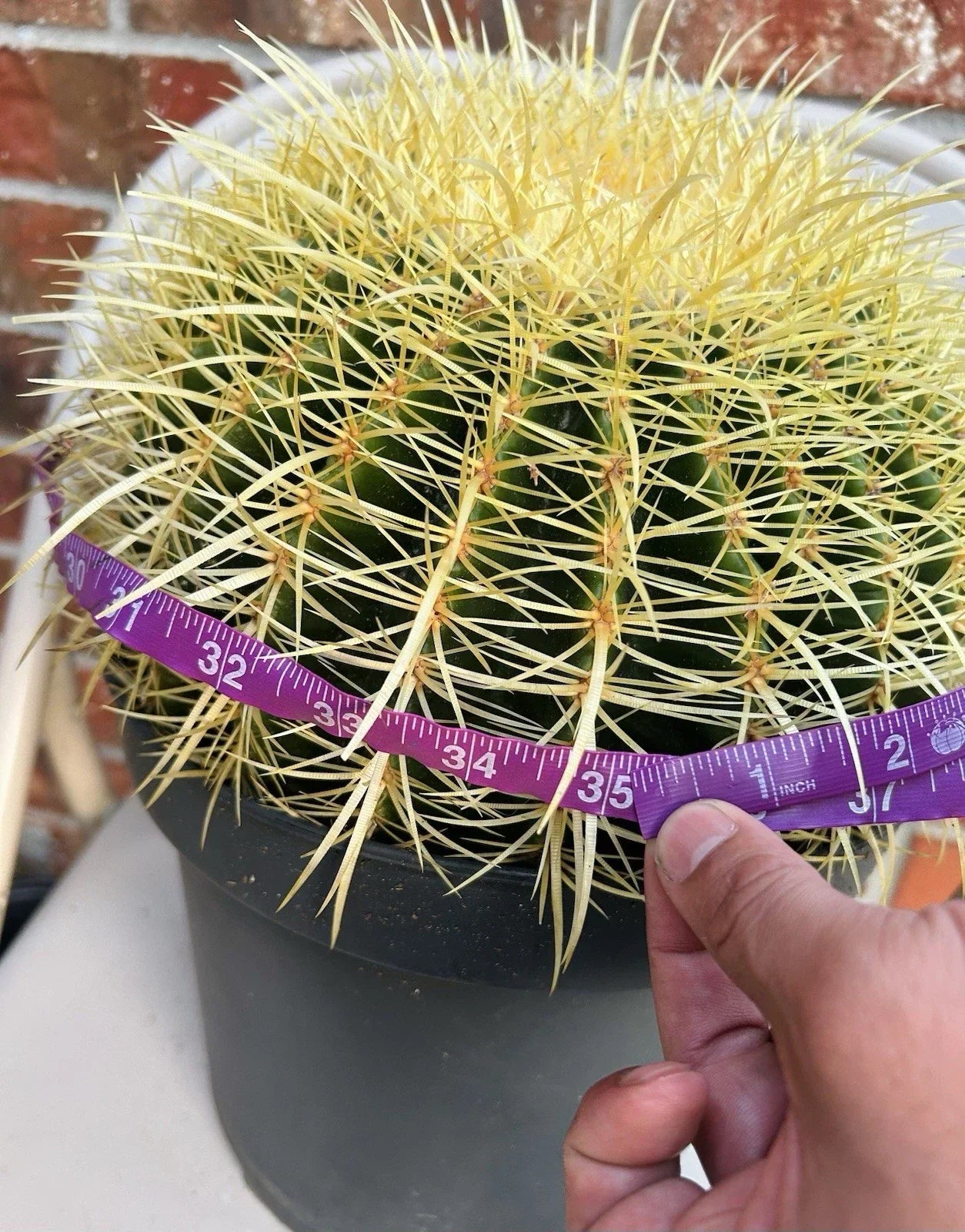 Giant XXL Golden Barrel Cactus, Echinocactus grusonii, 15+ lb, 34-35” Circumference, Desert Plant, Indoor Outdoor Succulent