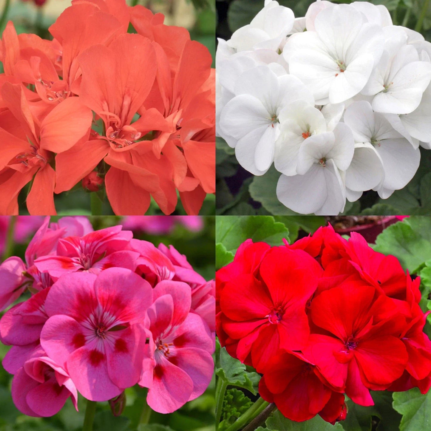 Geranium Seeds Mix - Perennial Bedding Flowers for Garden Beds & Hanging Baskets - Pelargonium - Natural Mosquito Repellent