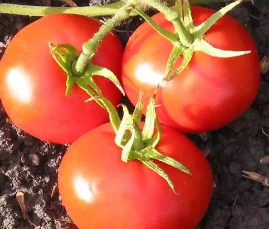 New Yorker Tomato Seeds 50 Ct - Heirloom Non-GMO Vegetable Garden Seeds for Home Growing - Solanum lycopersicum