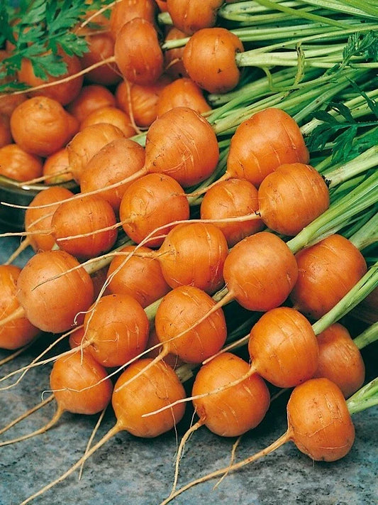 Organic Carrot Seeds - Parisian Variety, Daucus carota, Heirloom, Non-GMO, Small Round Roots, Container Gardening, Fresh Vegetables