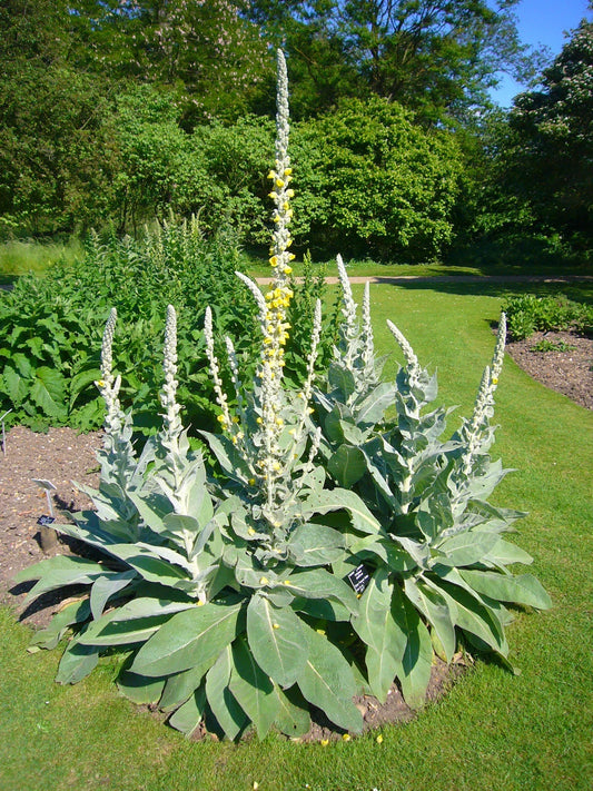 Mullein Seeds - Ornamental Flowering Plant with Yellow Spikes - Medicinal Uses - Verbascum thapsus - Perennial for Gardens & Meadows
