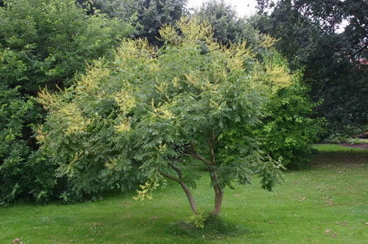 Golden Rain Tree Seeds 10 Pack Koelreuteria paniculata Hardy Ornamental Tree for Gardens & Landscaping