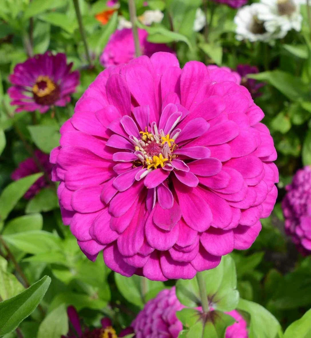 Zinnia Seeds - Dark Violet Non-GMO for Butterflies, Hummingbirds, Bees - 100 Seeds - Zinnia elegans Annual Flower