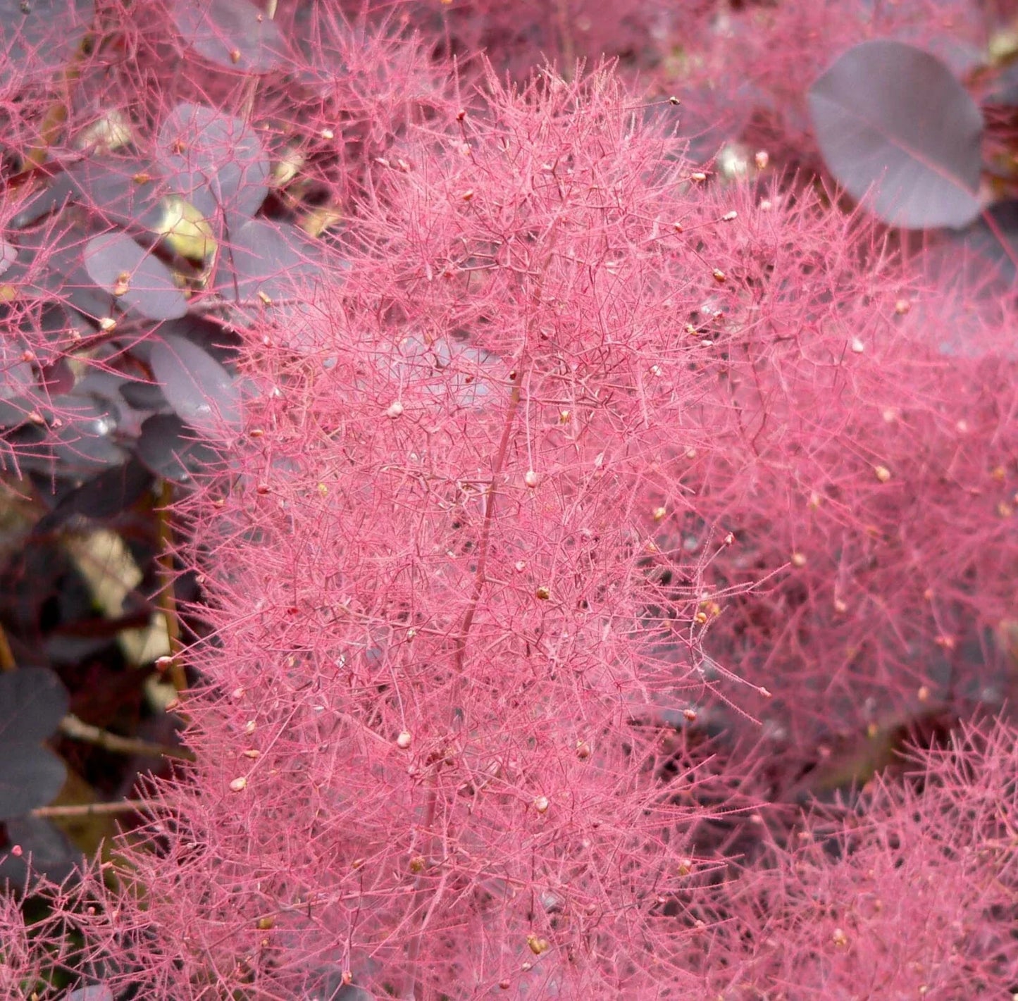 Purple Smoketree Seeds, Cotinus coggygria Purpureus, Ornamental Shrub, Vibrant Purple Foliage, Fluffy Smoke-Like Flowers, 20 Seeds