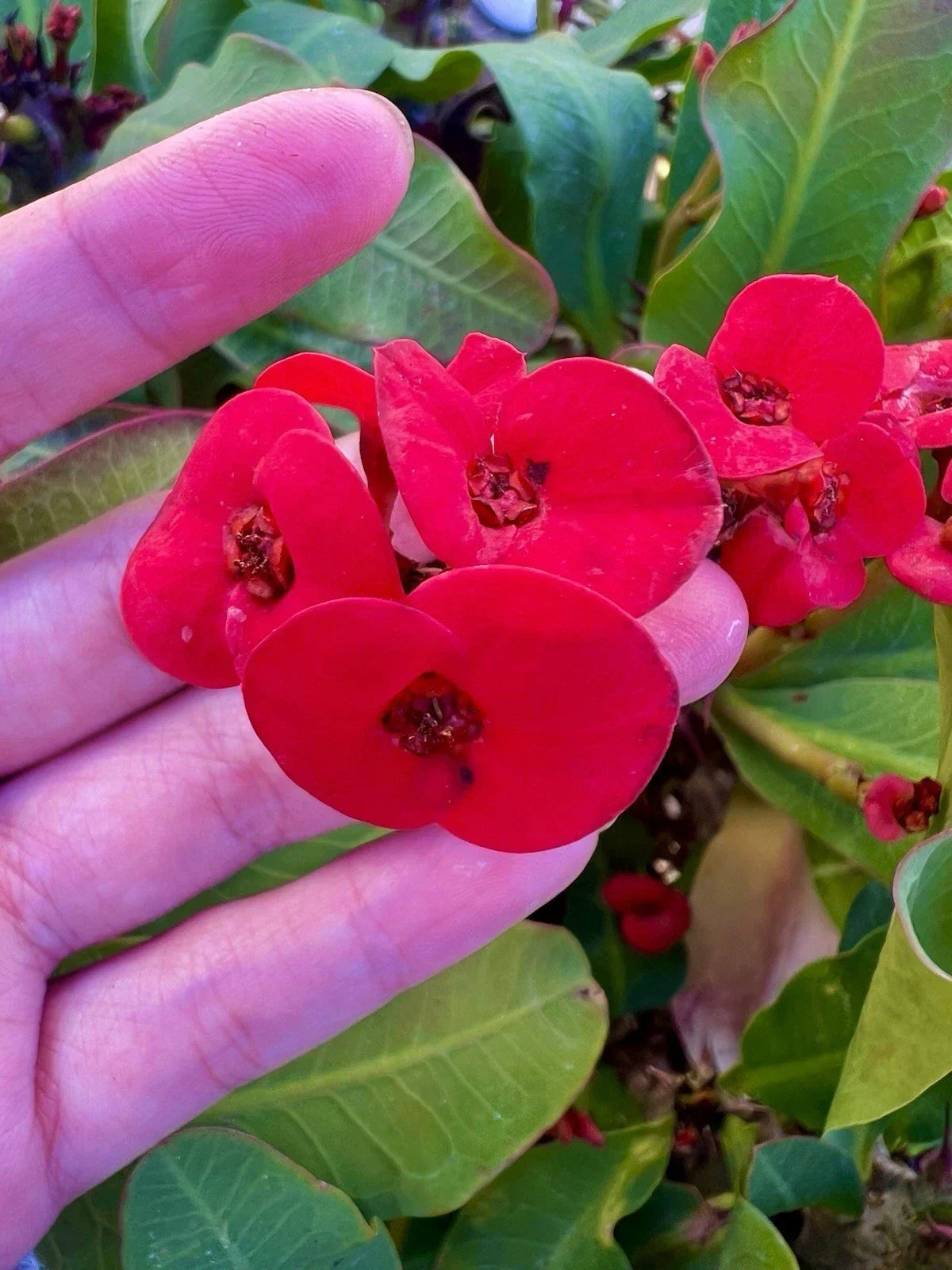 Crown of Thorns Cuttings 6 Unrooted Mixed Varieties Euphorbia milii - Ideal for Propagation and Indoor Gardening