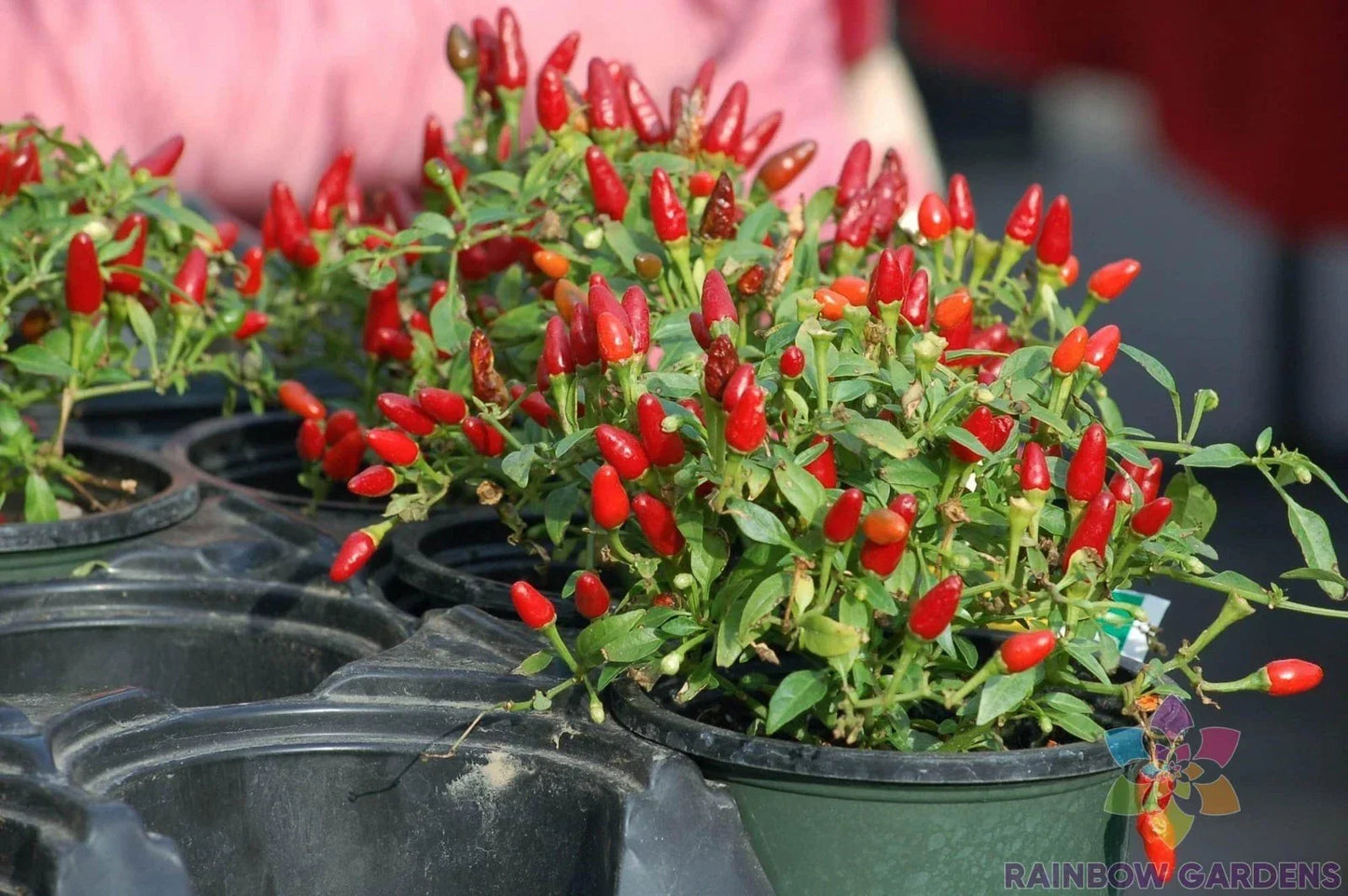 Pequin Hot Pepper Seeds - 25+ Pack for Garden Planting - Capsicum annuum - Fiery Small Peppers for Culinary Use