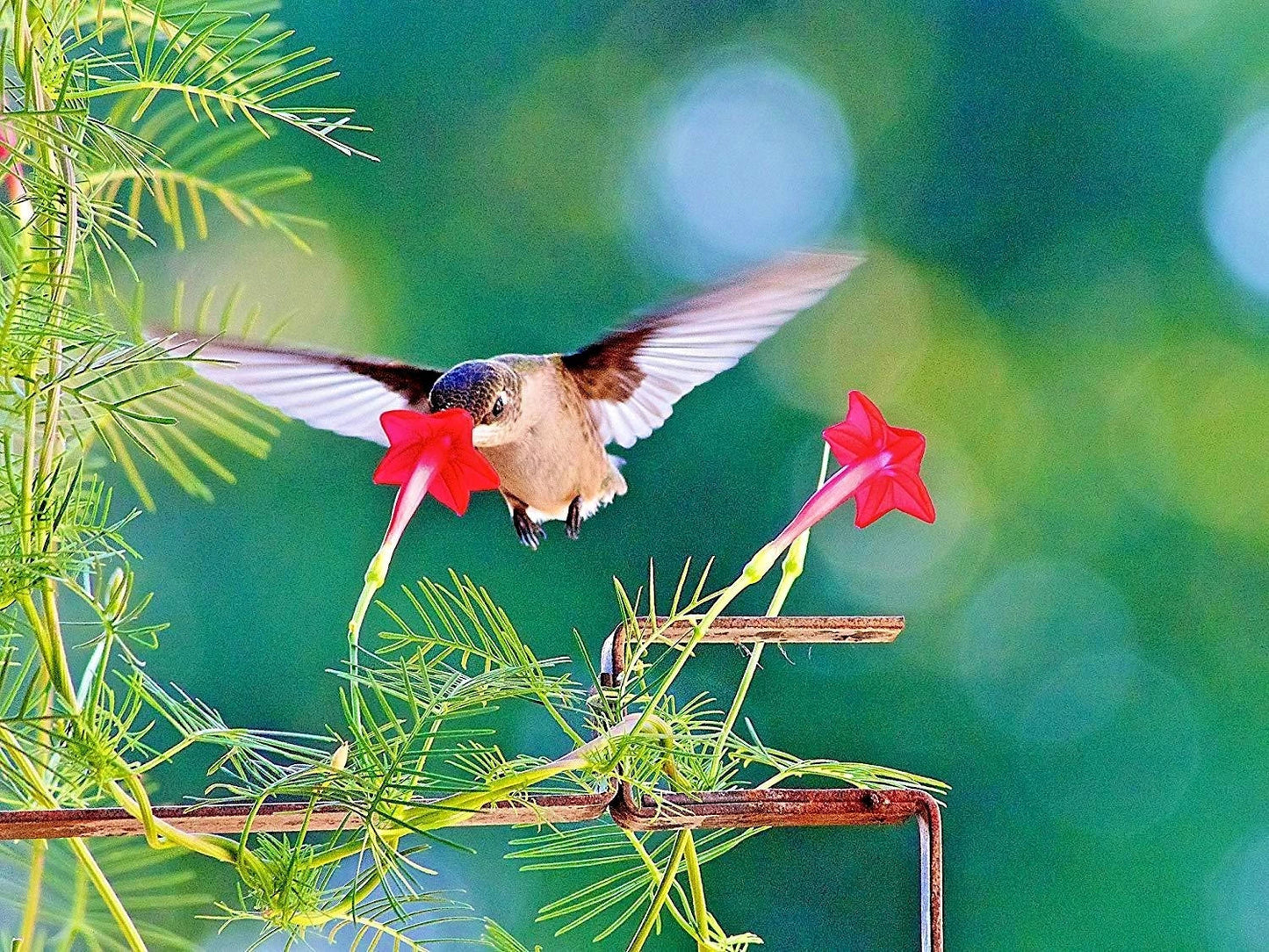 Cypress Vine Flower Seeds Pack | Climbing Annual Vine with Red & Pink Blooms | Ipomoea quamoclit Seeds for Garden & Containers