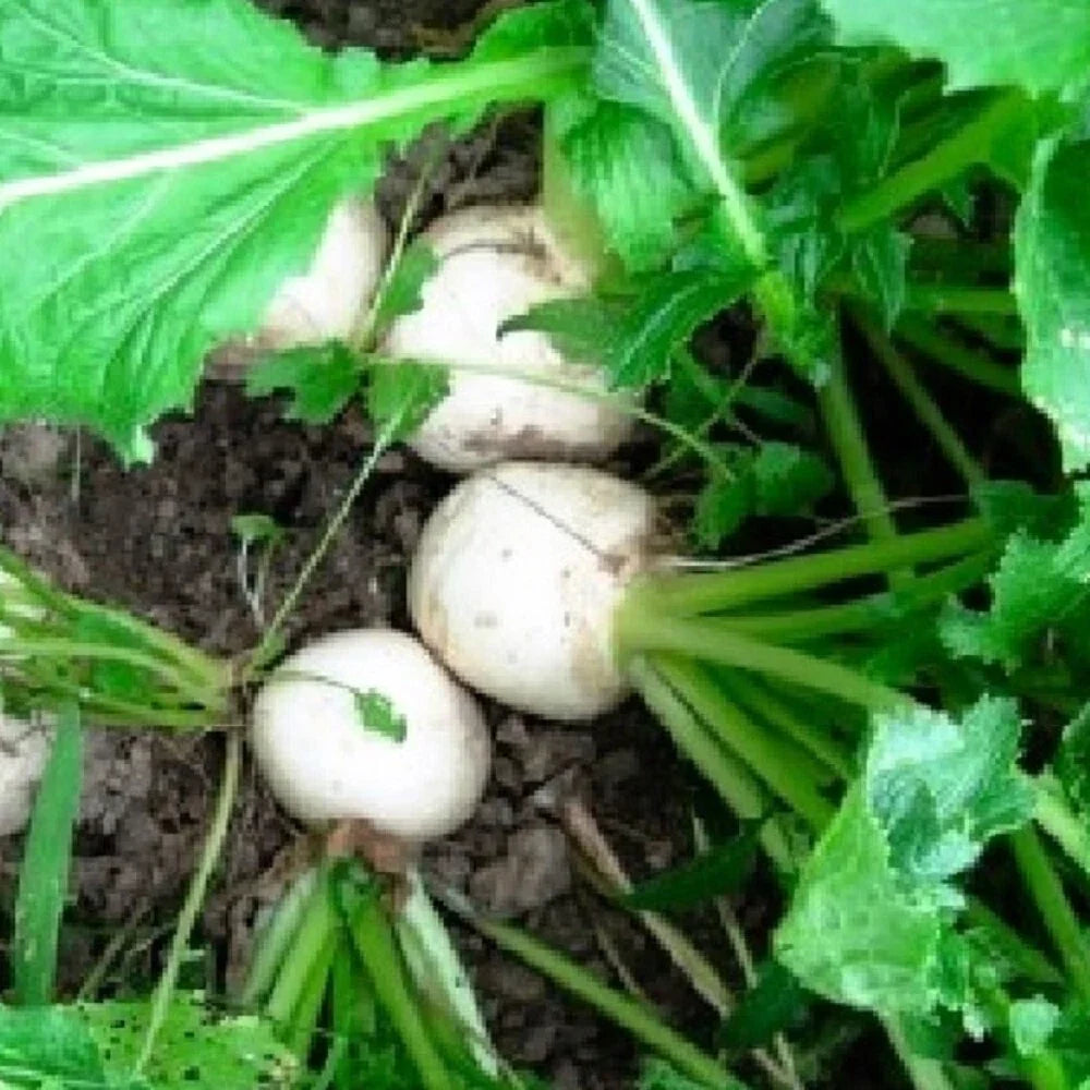 Seven Top Turnip Seeds - Non-GMO Heirloom Brassica rapa Vegetable Seeds for Garden Planting