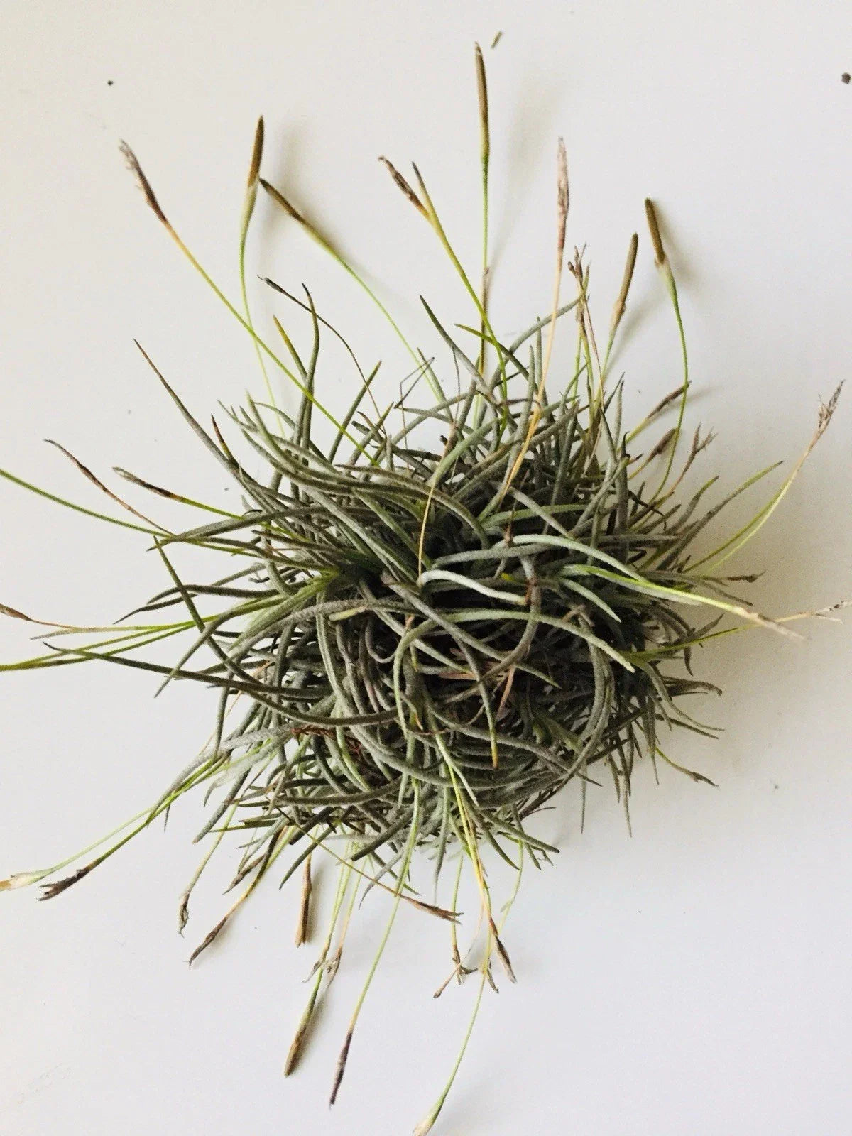 Giant Tillandsia Recurvata Ball Clusters - Bulk Texas Ball Moss - Unique Air Plants for Home Decor & Terrariums