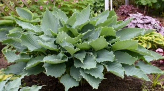 Hosta Plant - Diamond Lake Variety - Blue-Gray Leaves - Perennial Shade Plant - Hosta 'Diamond Lake'