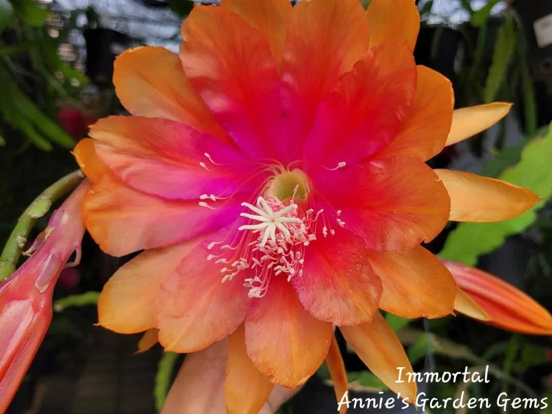 Epiphyllum Cuttings - Unrooted 8-10" Immortal Variety Cactus Plant for Propagation - Epiphyllum spp.