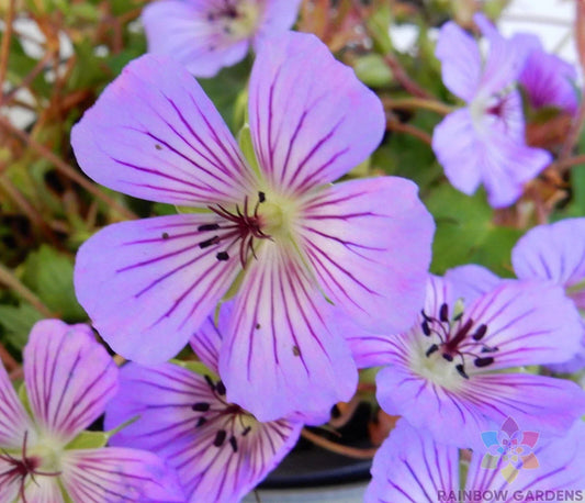 Magical Joy Geranium Seeds - 25+ Pack Pelargonium hortorum for Garden, Indoor & Outdoor Planting, Vibrant Blooms