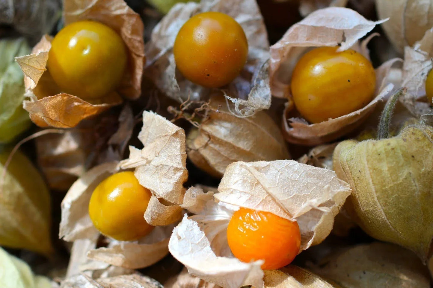 Cape Gooseberry Seeds - 100+ Physalis peruviana Heirloom Ground Cherry for Home Garden, Sweet & Tangy Fruit, Non-GMO, Easy to Grow