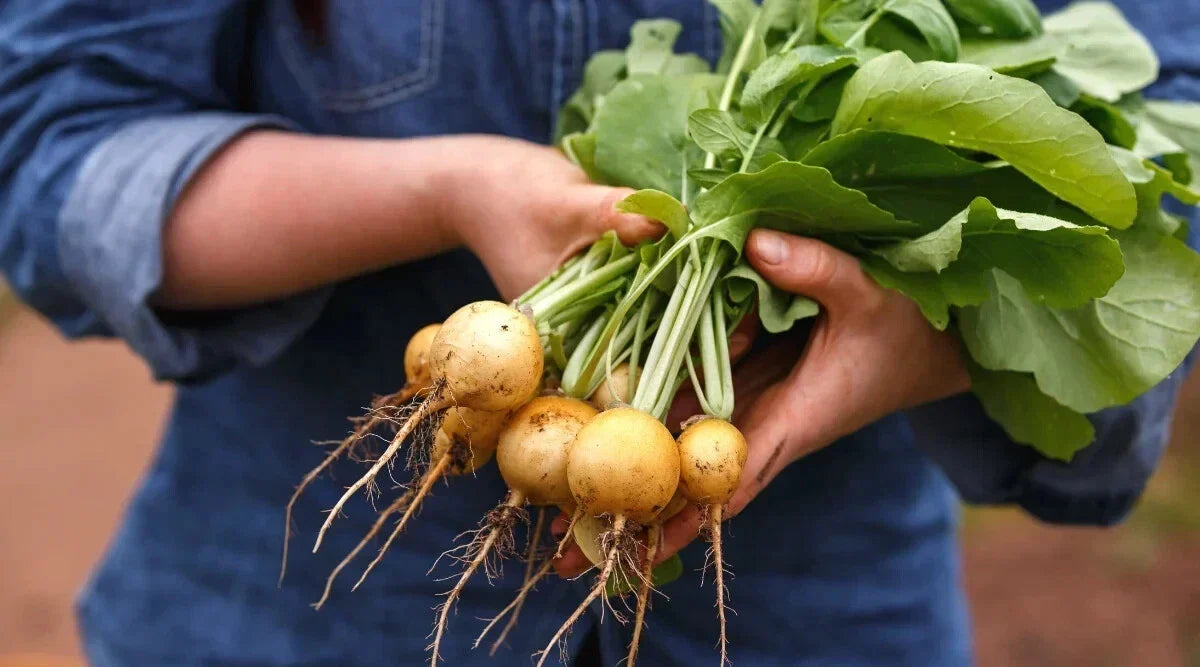 Zlata Radish Seeds Pack of 500+ | Raphanus sativus | Fast Germination, Non-GMO, Edible Root, Home Garden Planting