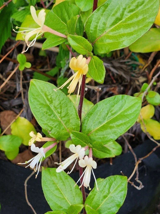 HALL'S Honeysuckle Plants 4-5 Cups | White Yellow Flowers | Lonicera japonica | Vining, Attracts Pollinators