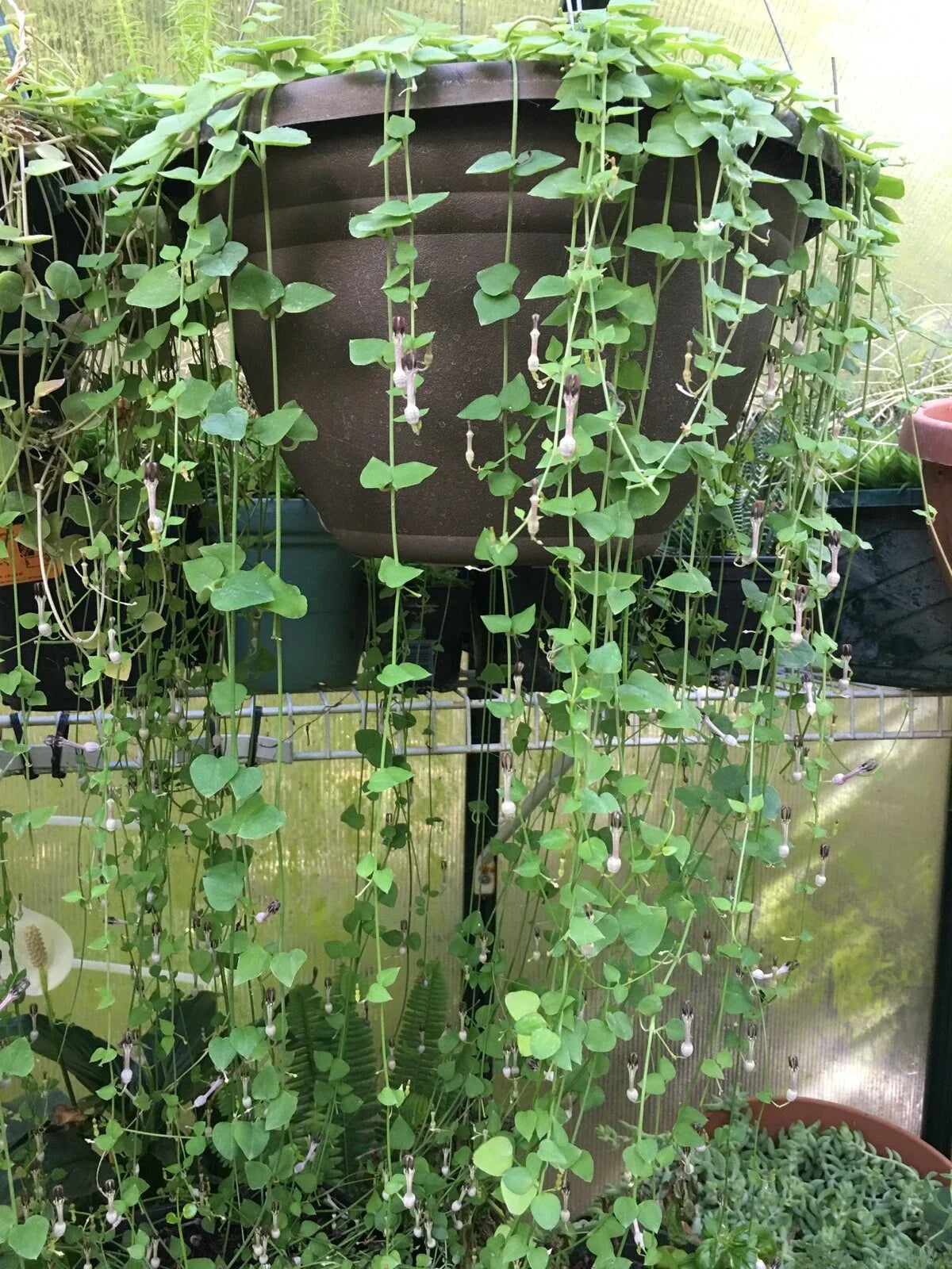 String of Hearts Cuttings 8" - Ceropegia woodii Rosary Vine, Succulent Trailing Plant Propagation, Indoor Garden, Hanging Basket