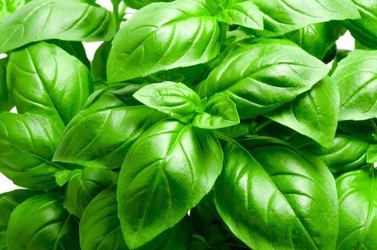 Italian Large Leaf Basil Seeds - Non-GMO Heirloom Ocimum basilicum, 200+ Seeds for Culinary Herb Garden