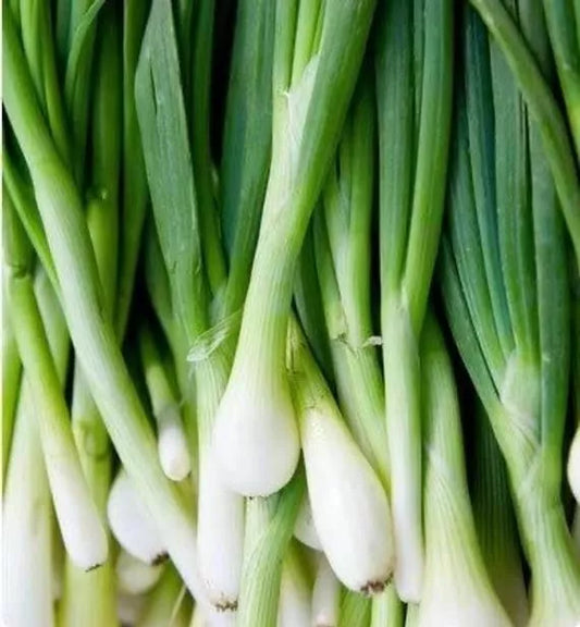 Onion Bunching Seeds - Tokyo Long White Allium Fistulosum - 155 Seeds for Home Garden, Container, and Salad Growing