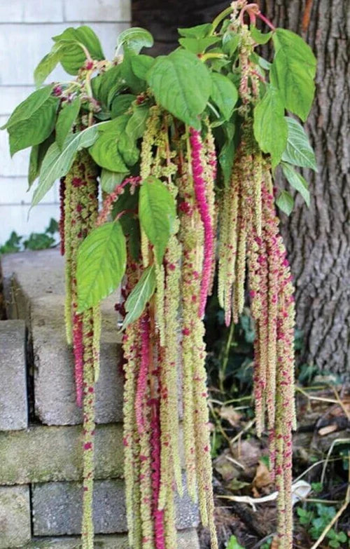 Amaranthus Seeds 35 Pack Mira Variety Annual Edible Flower Amaranthus tricolor for Garden, Border, Container