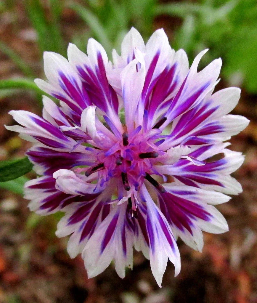 Purple Bachelor's Button Seeds - 50 Annual Centaurea cyanus Flower Seeds for Garden, Borders, Containers