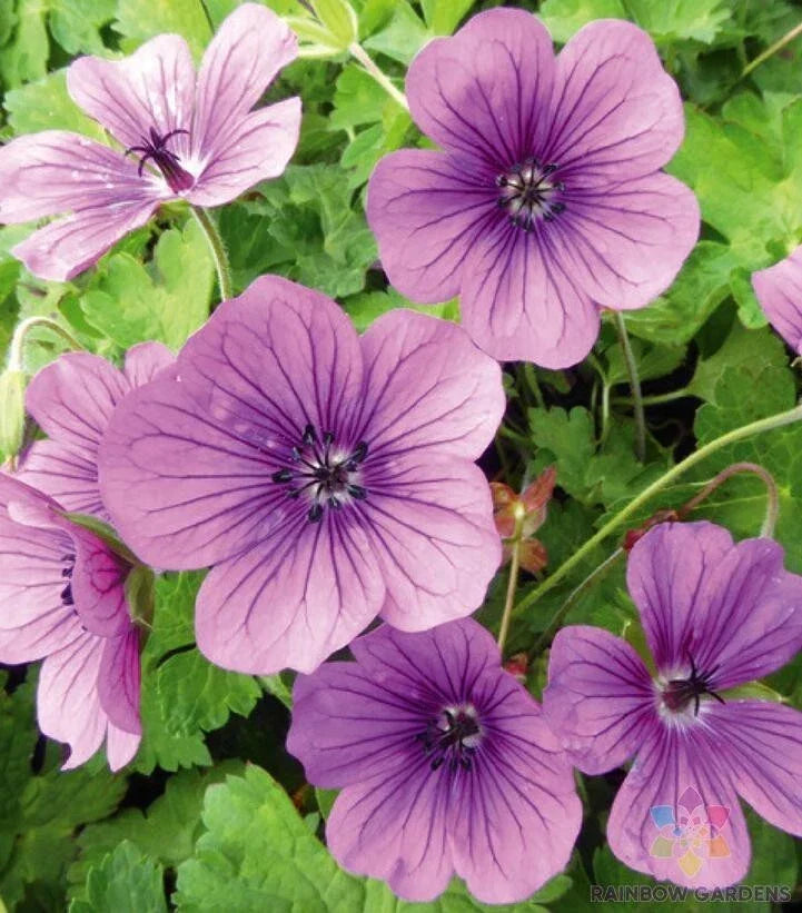 Hexham Velvet Geranium Seeds - 25+ Pack, Pelargonium 'Tetragonum', Perennial, Full Sun, Garden, Container, Butterfly Attracting