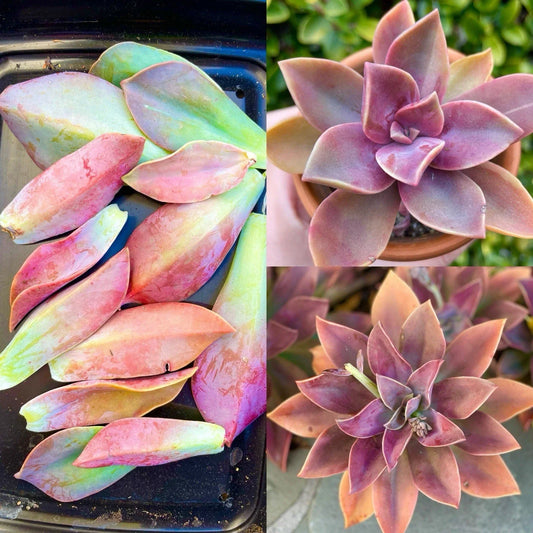 Graptoveria Fred Ives Succulent Plant – Rare Variety with 5 Large Fleshy Leaves for Easy Propagation