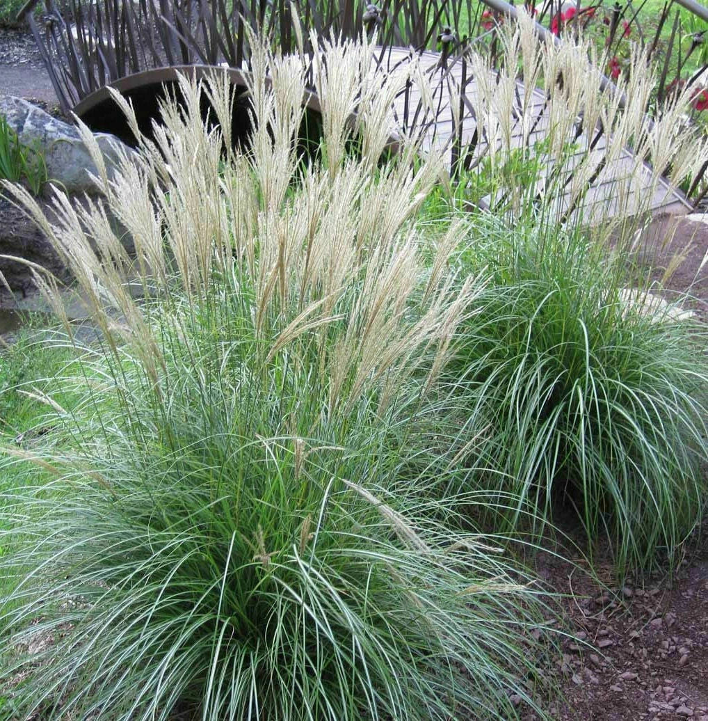 Adagio Maiden Grass Seeds - Miscanthus sinensis 'Adagio' Ornamental Grass for Landscaping - 20 Seeds