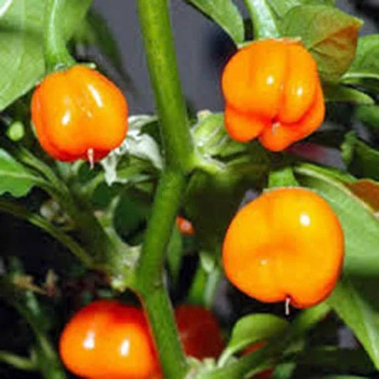 Habanero Orange Heirloom Pepper Seeds – Non-GMO, 500 Seeds, Capsicum chinense, Fiery, Flavorful, Compact Plant