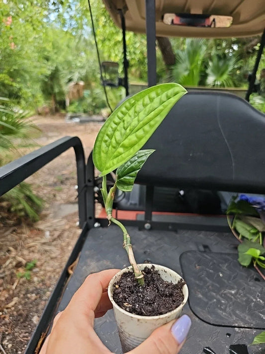 Monstera Peru Live Plant in 2.5" Pot – Karstenianum Tropical Houseplant, Rooted, Low Maintenance, Unique Foliage