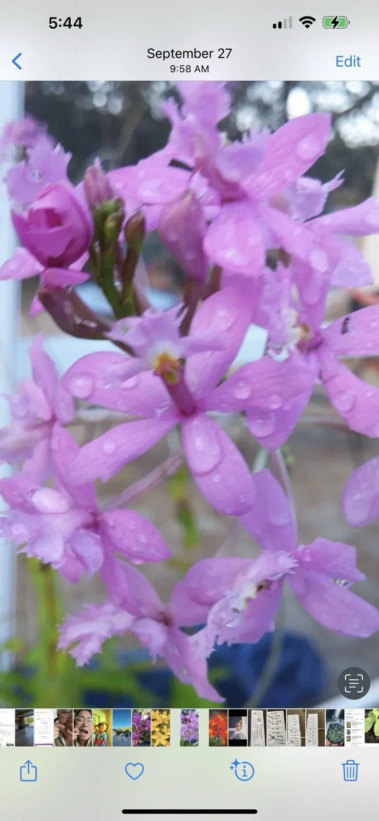 Rooted Epidendrum Orchid Plant - Purple Variety - 6 to 10 Inches - Epidendrum spp. - Bright, Vibrant Blooms