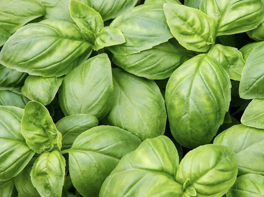 Italian Sweet Basil Herb Seeds - 500 Non-GMO Organic Edible Seeds - Ocimum basilicum for Home Gardening & Culinary Use